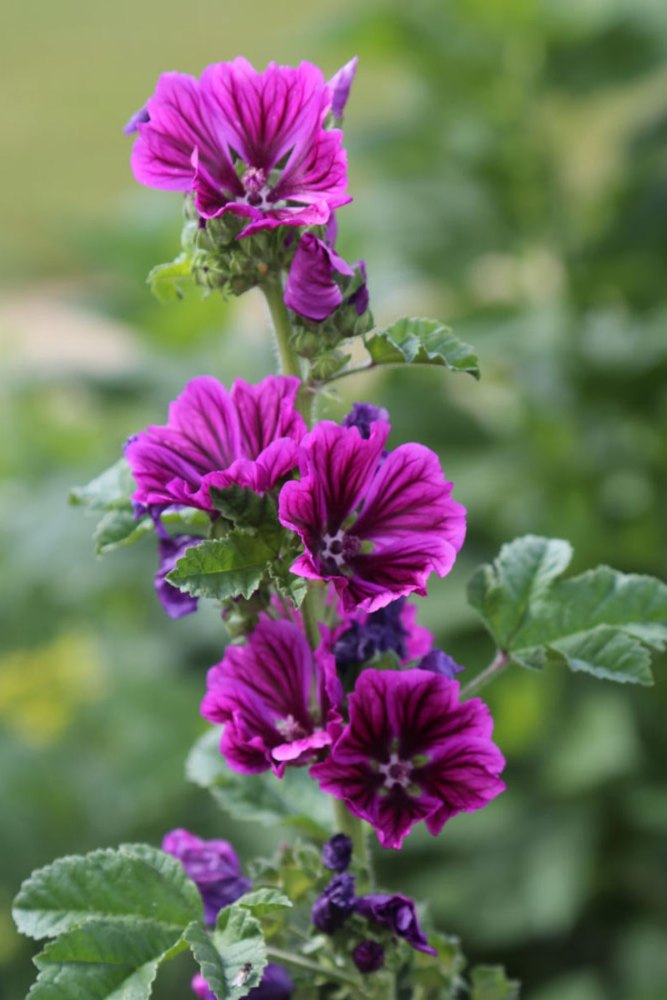 Kaasjeskruid 'Mauritania' - Malva sylvestris - donkerroze