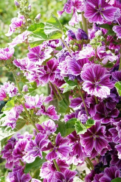 Kaasjeskruid 'Mauritania' - Malva sylvestris - paars met wit