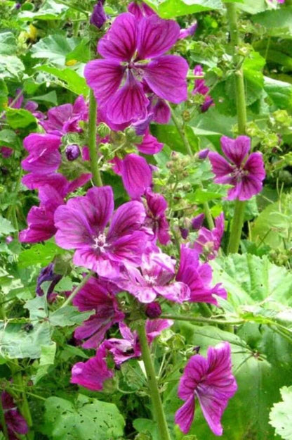 Kaasjeskruid 'Mauritania' - Malva sylvestris - roze