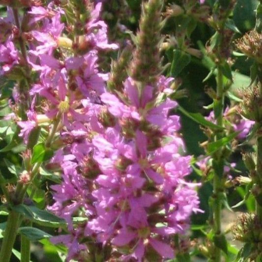 Kattenstaart - Lythrum salicaria