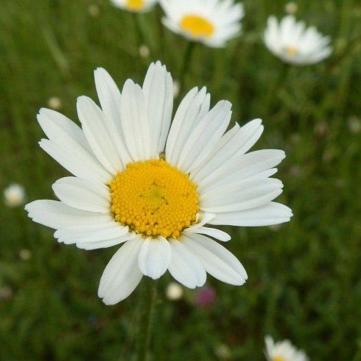 Kleine weide madelief - Chrysanthemum leucanthemum vulgare