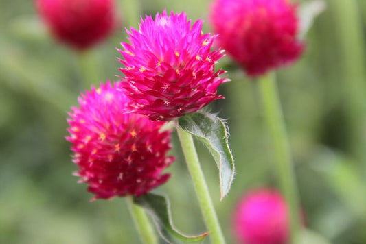 Kogelamarant 'karmijnroze' - Gomphrena haageana - closeup