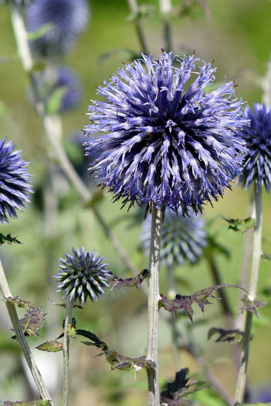 Kogeldistel - Echinops ritro - closeup