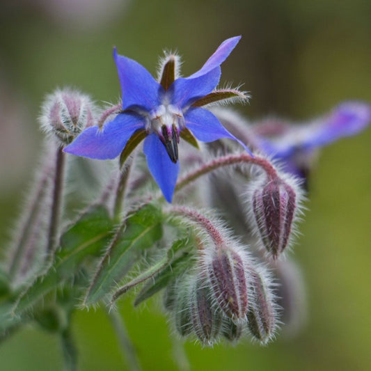 Komkommerkruid - Borago officinalis