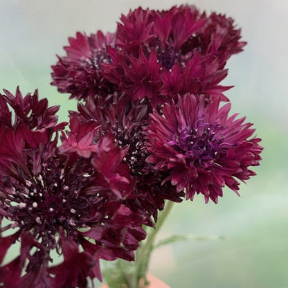 Korenbloem Merlot - Centaurea cyanus - donkerrood