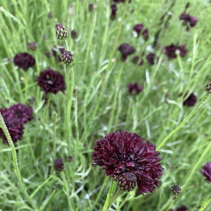 Korenbloem Merlot - Centaurea cyanus