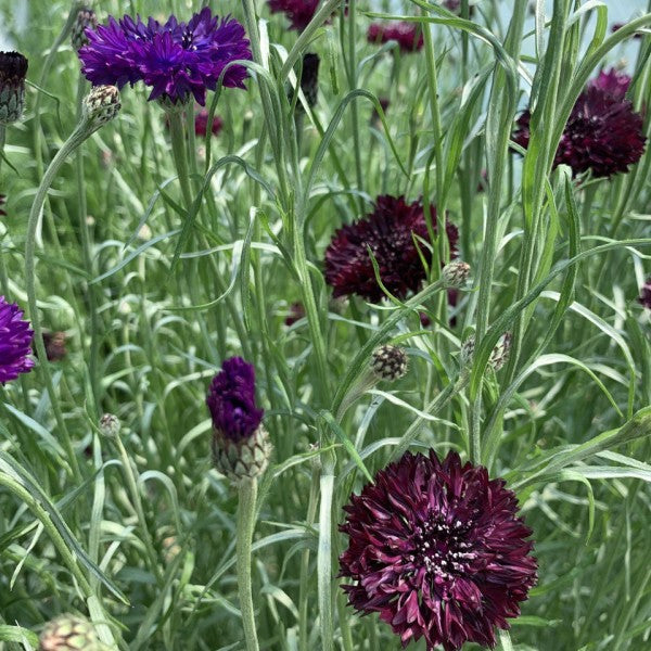 Korenbloem Merlot - Centaurea cyanus