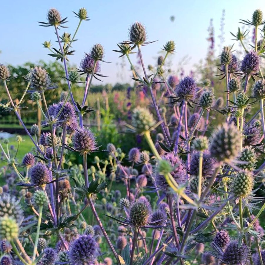 Kruisdistel - Eryngium planum Blue Glitter