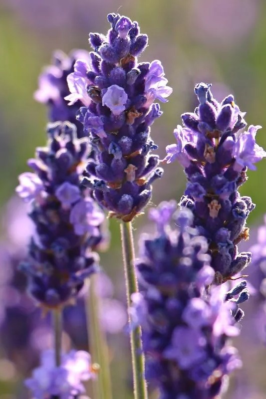 Lavendel - Lavendula officinalis - closeup