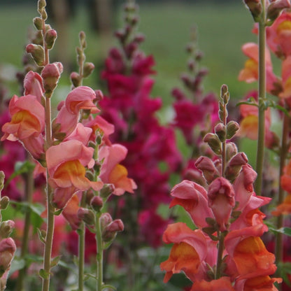 Leeuwenbek - Antirrhinum majus
