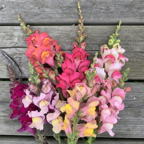 Leeuwenbek ‘Summer sunset’ - Antirrhinum majus - alle kleuren