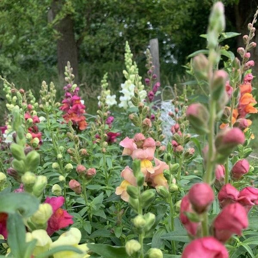 Leeuwenbek ‘Summer sunset’ - Antirrhinum majus