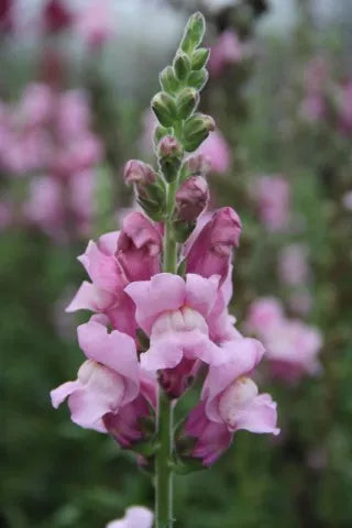 Bloei van lila plukbloem Leeuwenbek 