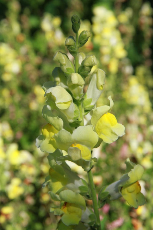 Leeuwenbek 'mix potomac' - Antirrhinum majus - geel