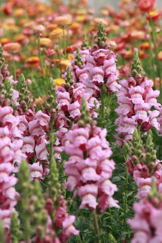 Leeuwenbek 'mix potomac' - Antirrhinum majus - roze