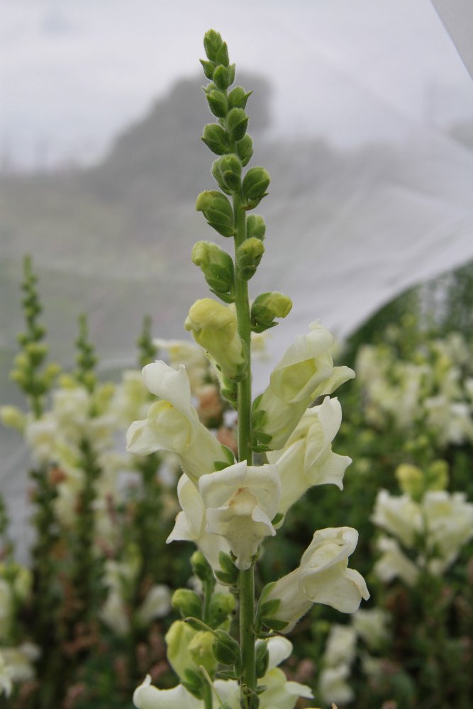 Leeuwenbek 'mix potomac' - Antirrhinum majus - wit