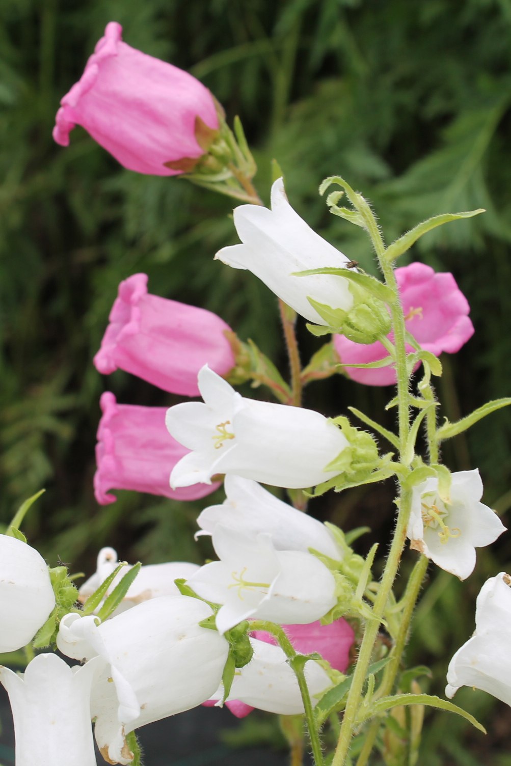 Marietteklokje - Campanula medium