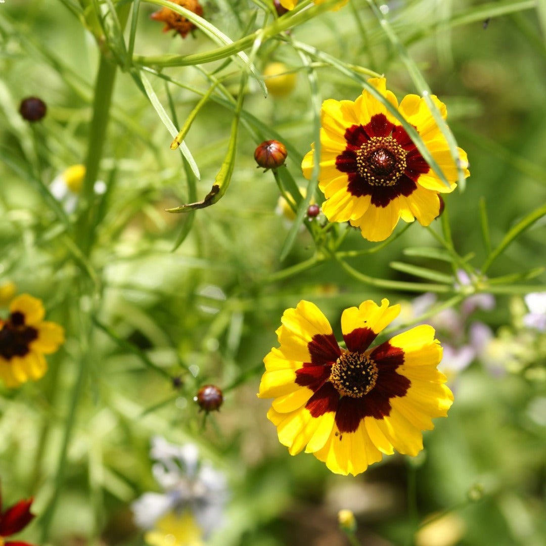 Meisjesogen - Coreopsis