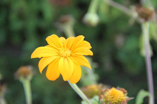 Mexicaanse zonnebloem (geel) - Tithonia rotundifolia