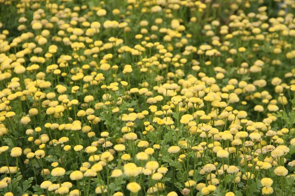 Moederkruid golden ball - Tanacetum parthenium - geel