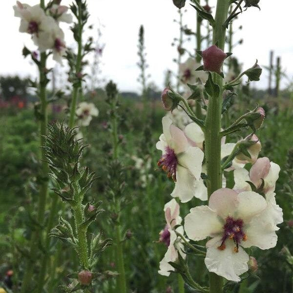 Mottenkruid - Verbascum blattaria - wit en paars