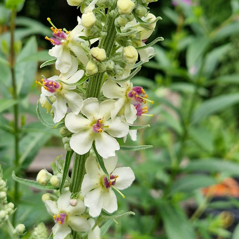 Mottenkruid - Verbascum blattaria