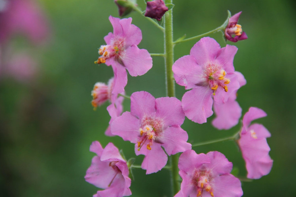 Paarse toorts | Verbascum phoeniceum
