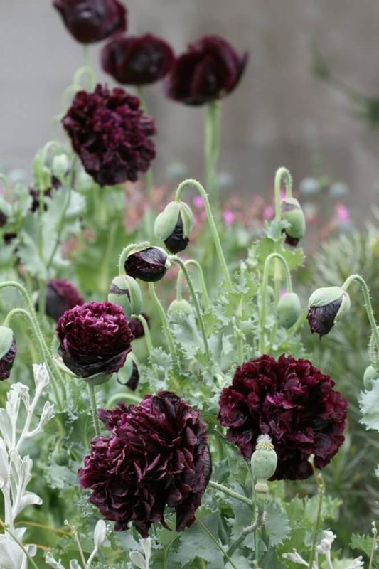 Papaver 'Black Paeony' - Papaver somniferum