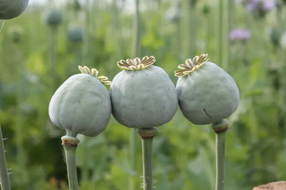 Drie verse lichtgroene zaaddozen van Papaver in het veld