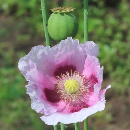 Papaver Planète rouge du Jura - Papaver somniferum - closeup