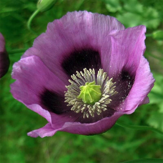 Papaver enkel paars - Papaver somniferum - closeup