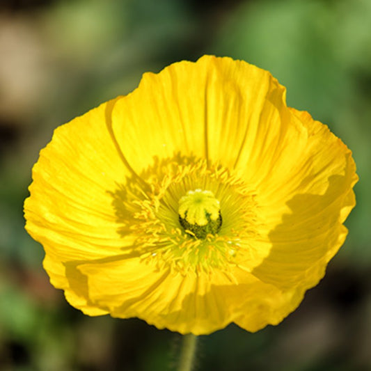 Papaver uit IJsland - Papaver nudicaule - geel