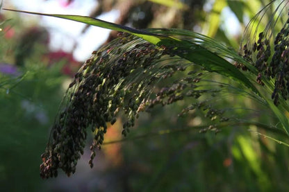 Pluimgierst-Panicum Miliaceum