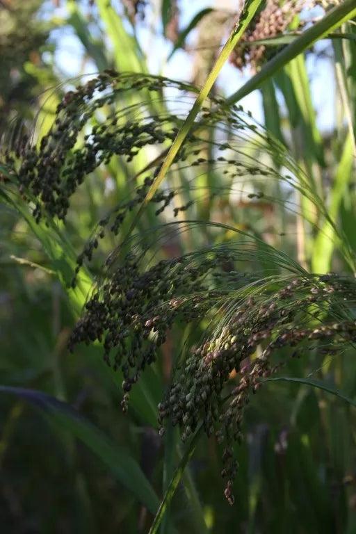 Pluimgierst-Panicum Miliaceum