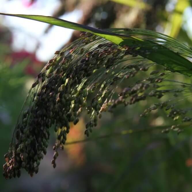 Pluimgierst - Panicum miliaceum