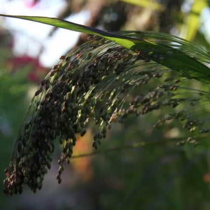 Pluimgierst - Panicum miliaceum