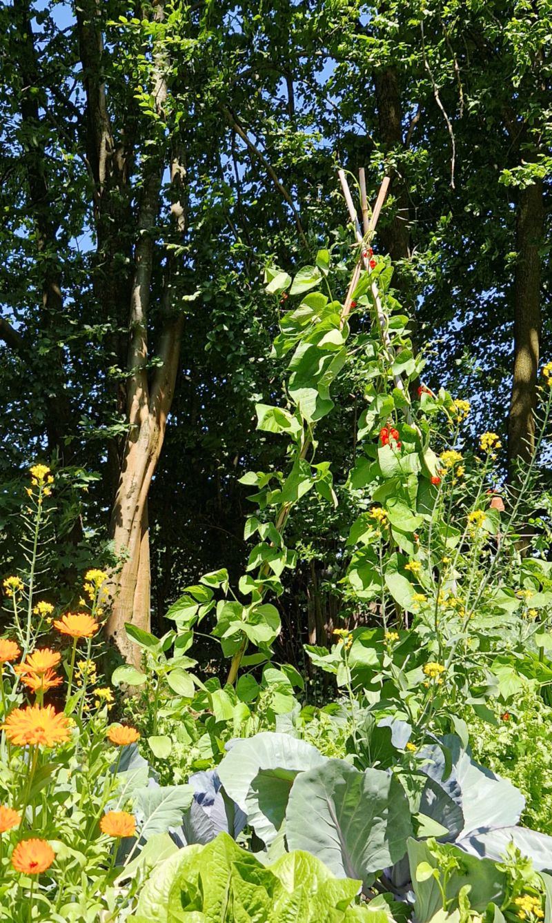 Pronkboon - Phaeolus Coccineus - in de moestuin