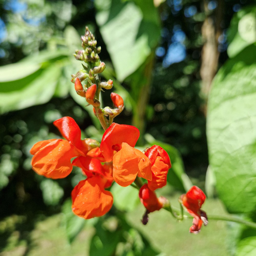 Pronkboon - Phaeolus Coccineus - rood - closeup