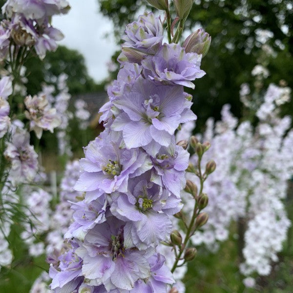 Ridderspoor 'Frozen mix' - Consolida ajacis - lila