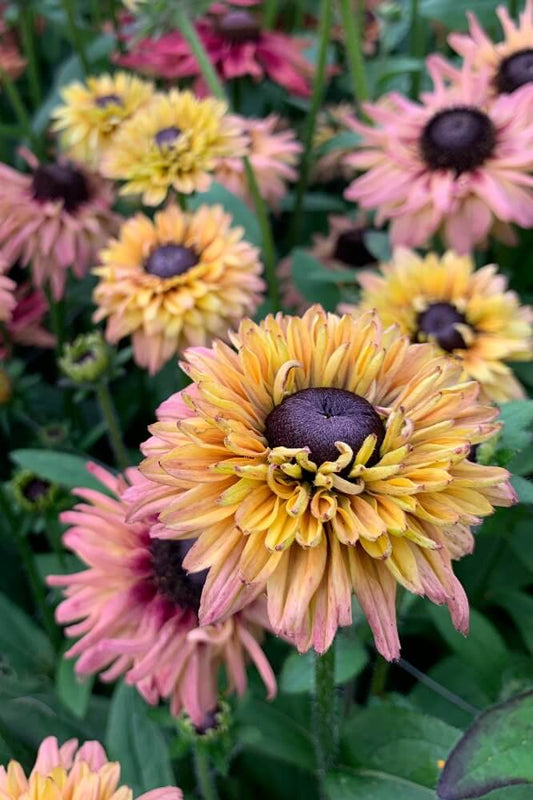 Ruige Zonnehoed 'Sahara' - Rudbeckia hirta - mix kleuren