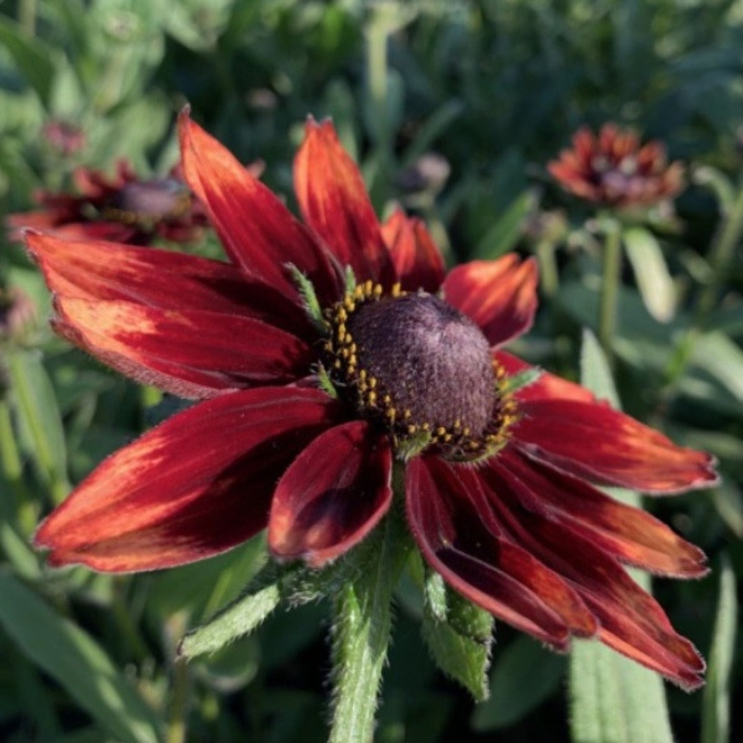 Ruige_zonnehoed Cherry Brandy - Rudbeckia Hirta