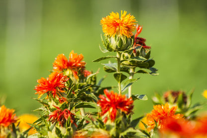 Oranje rode Saffloer bloemen in groene achtergrond 
