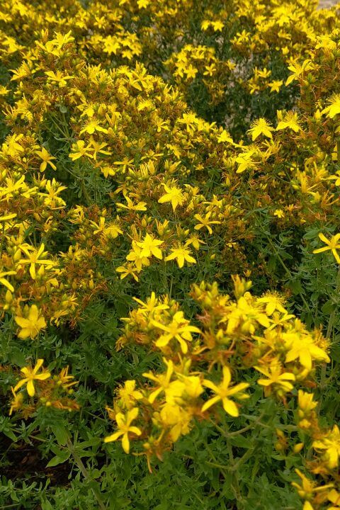 Sint-Janskruid - Hypericum perforatum - veld