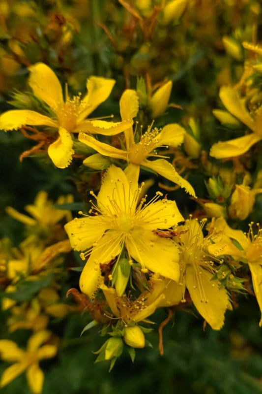 Sint-Janskruid - Hypericum perforatum