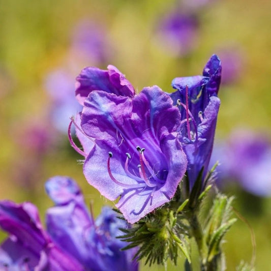 Slangenkruid	- Echium plantagineum - closeup