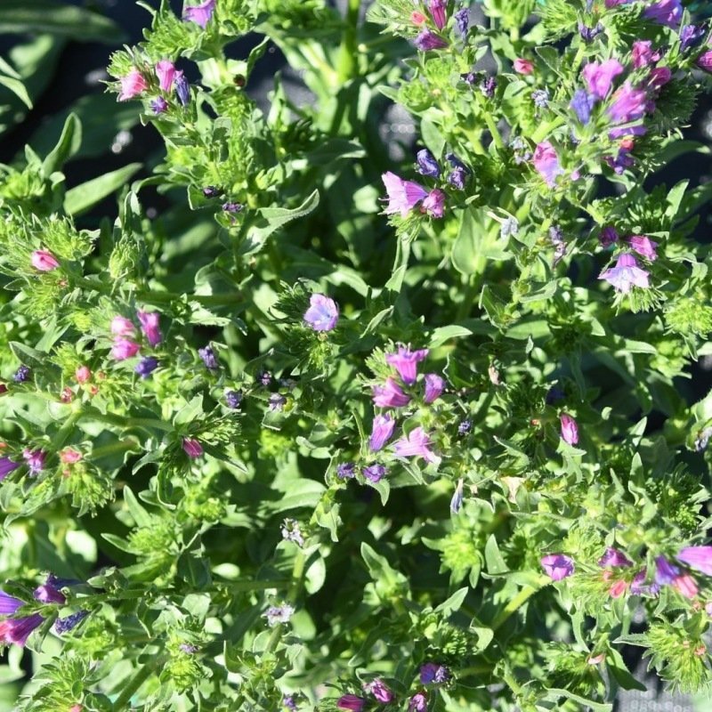 Slangenkruid	- Echium plantagineum