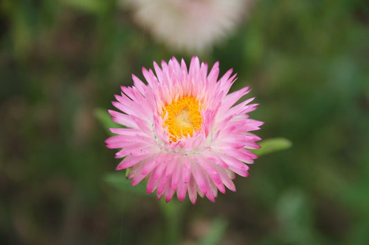 Strobloem 'Silvery Rose' - Helichrysum bracteatum