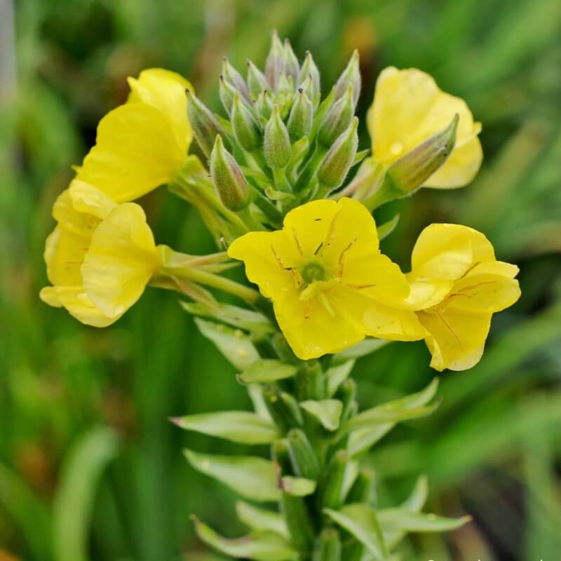 Teunisbloem - Oenothera Biennis