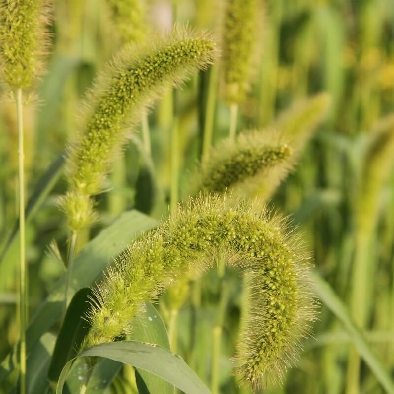 Trosgierst Golden German - Setaria Italica