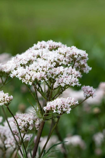 Valeriaan - Valeriana officinalis - wit - roze